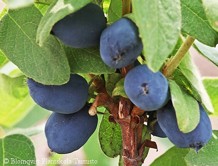 Lonicera caerulea var. kamtschatica 'Tundra' makeasinikuusama